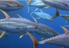 Rep from American Samoa calls for opening protected Pacific waters to tuna fishing