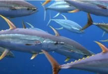 Rep from American Samoa calls for opening protected Pacific waters to tuna fishing