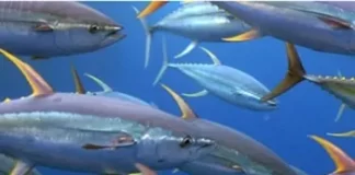 Rep from American Samoa calls for opening protected Pacific waters to tuna fishing