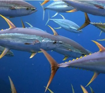 Rep from American Samoa calls for opening protected Pacific waters to tuna fishing