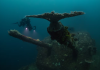 Thriving reef at Bikini Atoll is a triumph of resilience and a warning