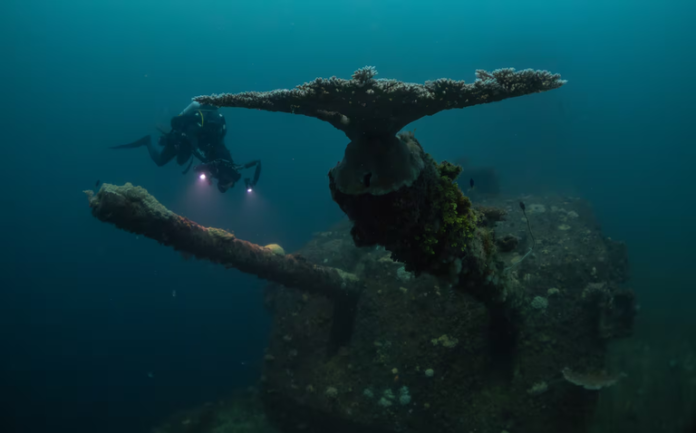Thriving reef at Bikini Atoll is a triumph of resilience and a warning