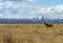 Global biodiversity agreement mobilises $200 billion boost for nature