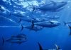 Push for stronger legal framework to protect high seas