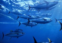 Fiji and PNG join forces to protect Pacific Tuna