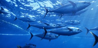 Fiji and PNG join forces to protect Pacific Tuna