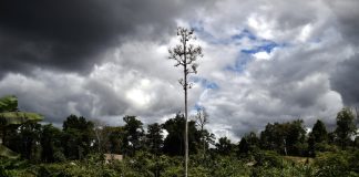 Papua New Guinea lifts ban on forest carbon credits