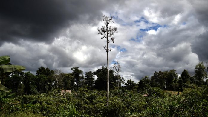 Papua New Guinea lifts ban on forest carbon credits