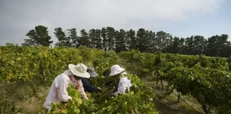 Australian Coalition plans Pacific labour review, unclear on aid