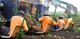 Pacific island workers reassured as Labor’s re-election preserves key mobility scheme