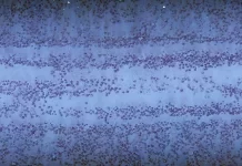 Scars from the world’s first deep sea mining test 50 years on