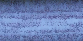 Scars from the world’s first deep sea mining test 50 years on