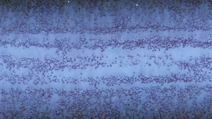 Scars from the world’s first deep sea mining test 50 years on