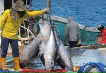 Warming oceans drive tuna from Pacific islands