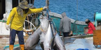 Warming oceans drive tuna from Pacific islands