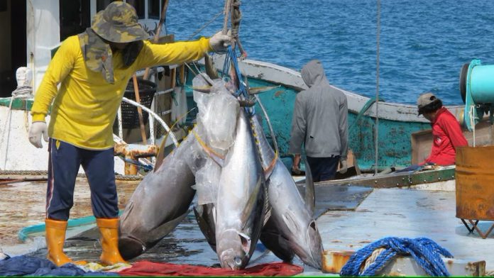 Warming oceans drive tuna from Pacific islands