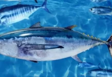 Milestone agreement on South Pacific Albacore allocation strengthens regional tuna management