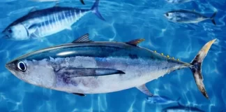 Milestone agreement on South Pacific Albacore allocation strengthens regional tuna management