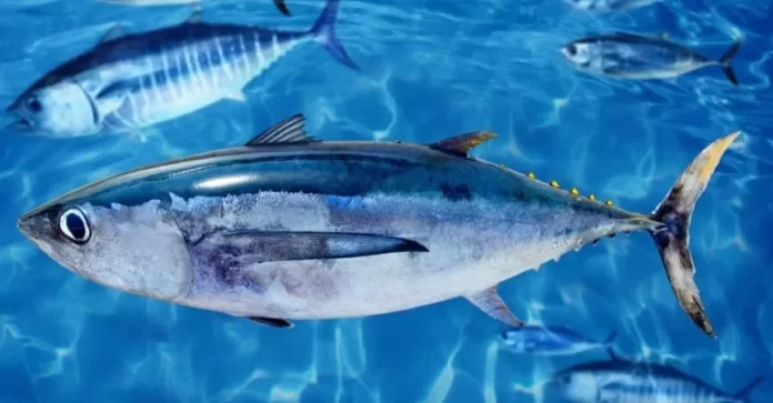 Milestone agreement on South Pacific Albacore allocation strengthens regional tuna management