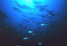From tuna to treaty: Pacific powers push ocean agenda