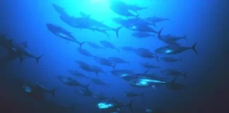 From tuna to treaty: Pacific powers push ocean agenda