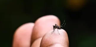 Rise in dengue fever outbreaks across the Pacific driven by the climate crisis, experts say