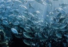 Momentum builds towards marine biodiversity treaty, as experts convene in New York