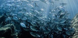 Pacific Leaders push fisheries growth, back Kava declaration