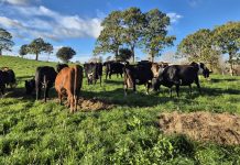 Pacific officials criticise New Zealand’s weaker methane targets