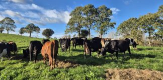 Pacific officials criticise New Zealand’s weaker methane targets