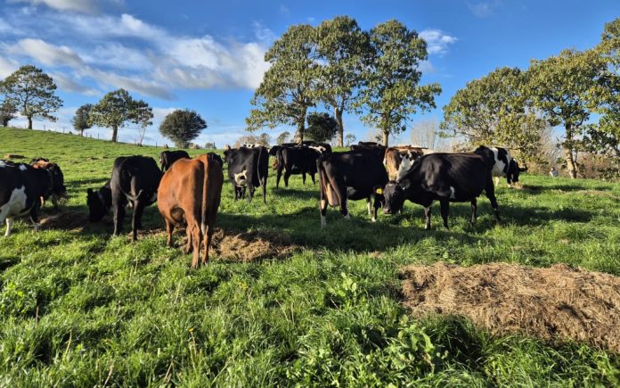 Pacific officials criticise New Zealand’s weaker methane targets