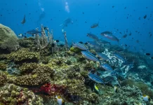 Pacific Ocean at a crossroads as BBNJ Agreement moves from ratification to implementation