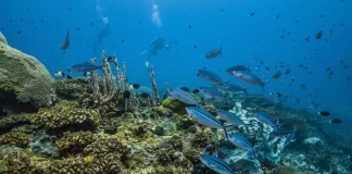 Pacific Ocean at a crossroads as BBNJ Agreement moves from ratification to implementation