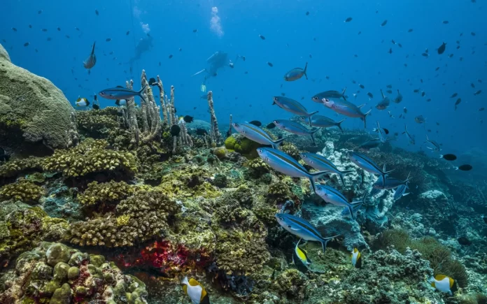 Pacific Ocean at a crossroads as BBNJ Agreement moves from ratification to implementation