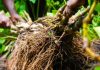 Vanuatu Minister of Agriculture sets 10 million kava plant target by 2030