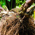 Vanuatu Minister of Agriculture sets 10 million kava plant target by 2030
