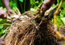 Vanuatu Minister of Agriculture sets 10 million kava plant target by 2030