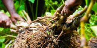 Vanuatu Minister of Agriculture sets 10 million kava plant target by 2030