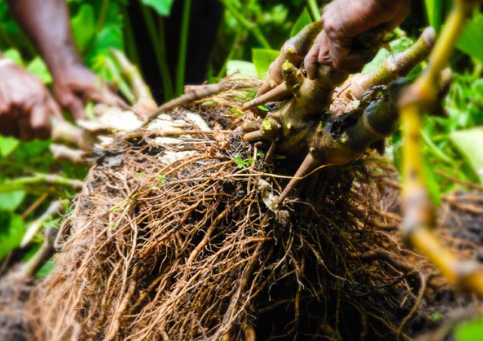 Vanuatu Minister of Agriculture sets 10 million kava plant target by 2030