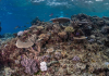 Fiji’s coral reefs show remarkable recovery after Category 5 cyclone