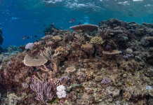 Fiji’s coral reefs show remarkable recovery after Category 5 cyclone