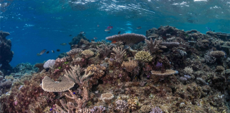 Fiji’s coral reefs show remarkable recovery after Category 5 cyclone