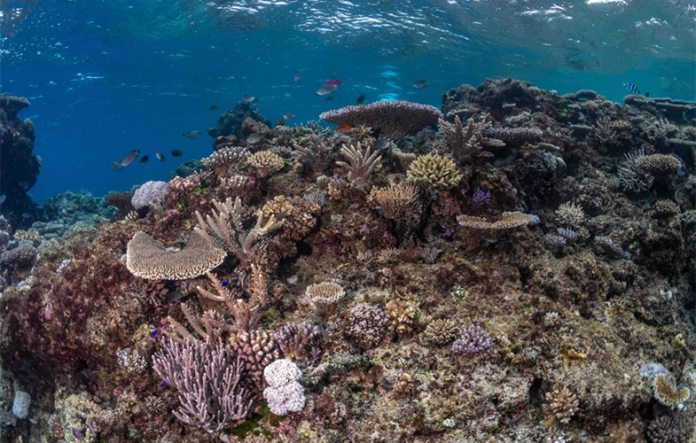 Fiji’s coral reefs show remarkable recovery after Category 5 cyclone