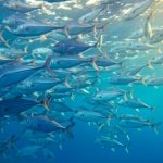 Pacific Tuna stock hold firm, but FFA warns future at risk