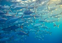 WTO Fisheries subsidies deal fails to protect small-scale Pacific fishers, warns PANG Deputy Coordinator