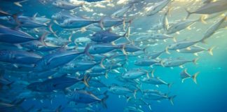 Pacific Tuna stock hold firm, but FFA warns future at risk