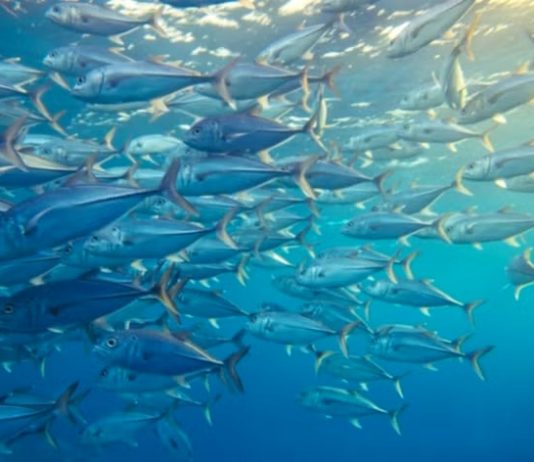 Pacific fisheries summit gives a boost to albacore & seabirds