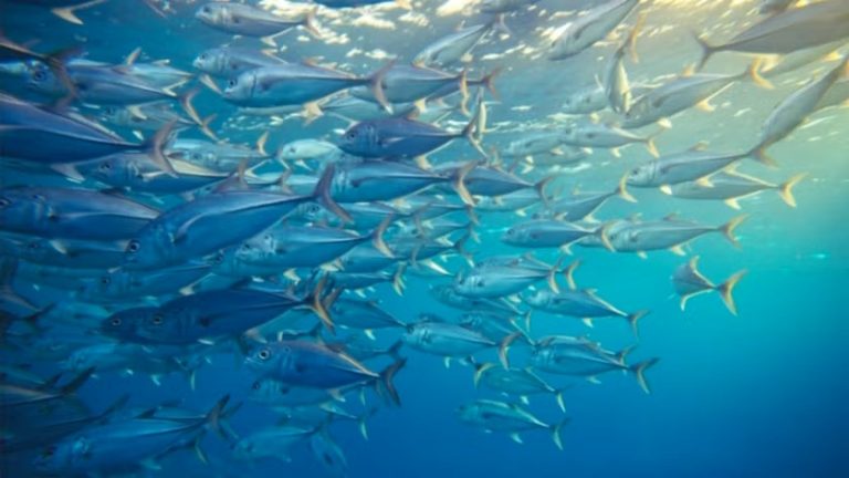 Pacific fisheries summit gives a boost to albacore & seabirds