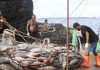 Fair seas ahead: FFA and ILO join forces to improve working conditions for Pacific fishers