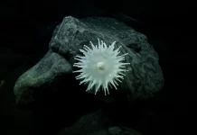 Cook Islands delays seabed mining decision, extends exploration to 2032